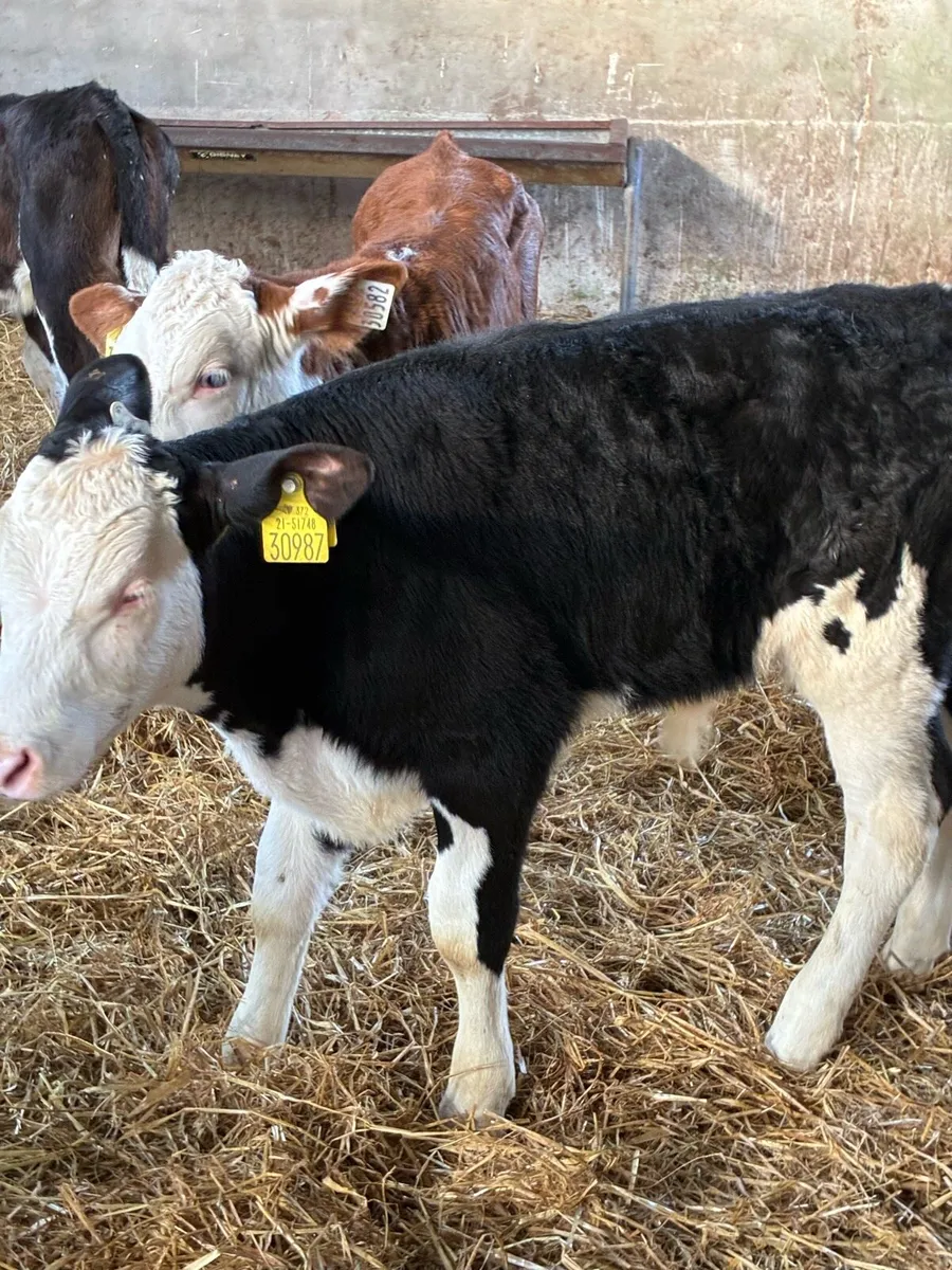 SUPER QUALITY REARED HEX BULL CALVES - Image 1