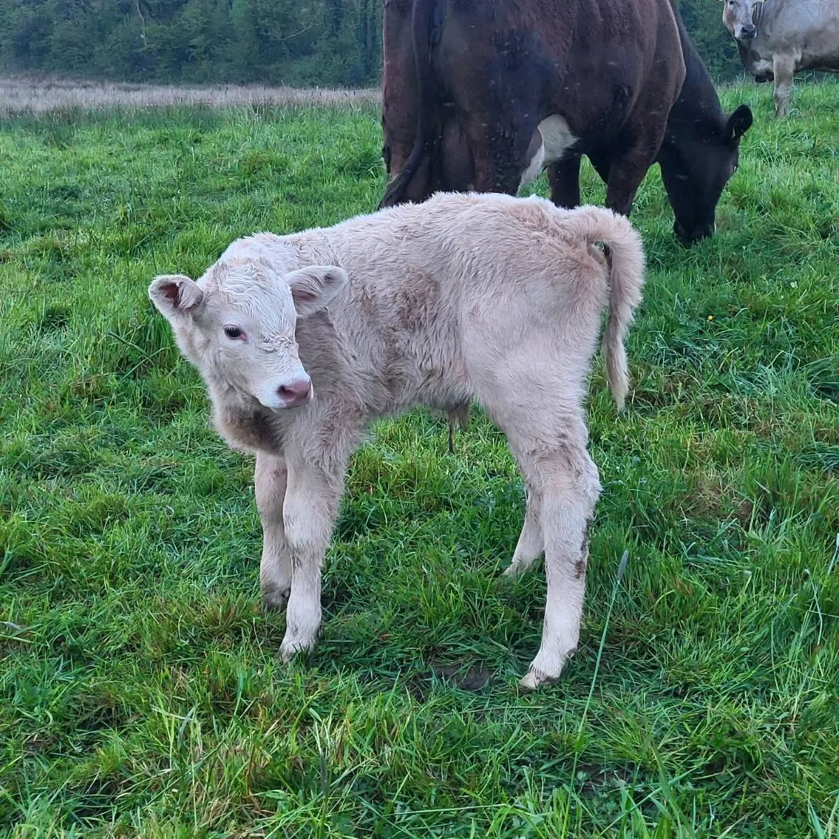 Charolais Bull Calf - Image 2