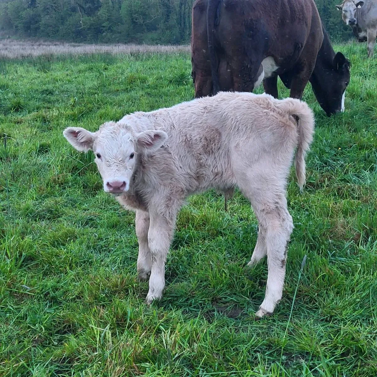 Charolais Bull Calf - Image 1