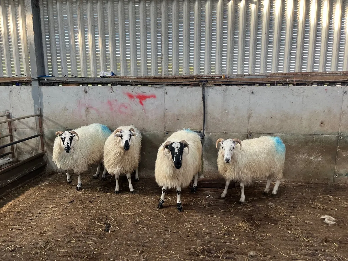 Dingle Scotch hoggett ewes - Image 2