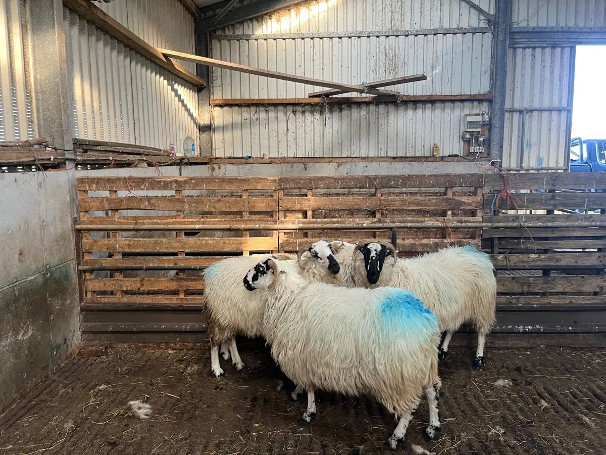 Dingle Scotch hoggett ewes - Image 3