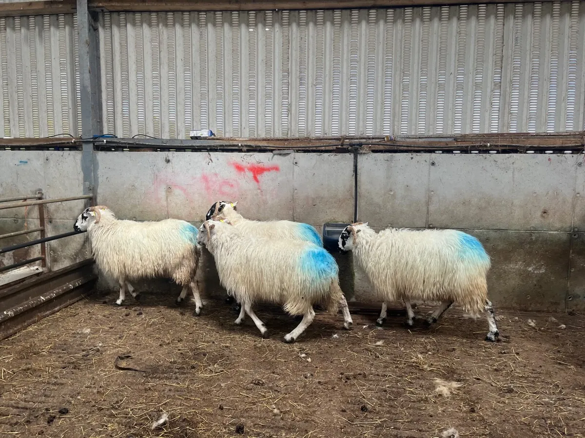 Dingle Scotch hoggett ewes - Image 4