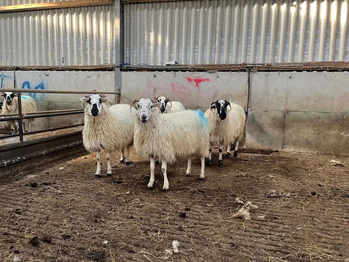 Dingle Scotch hoggett ewes - Image 1