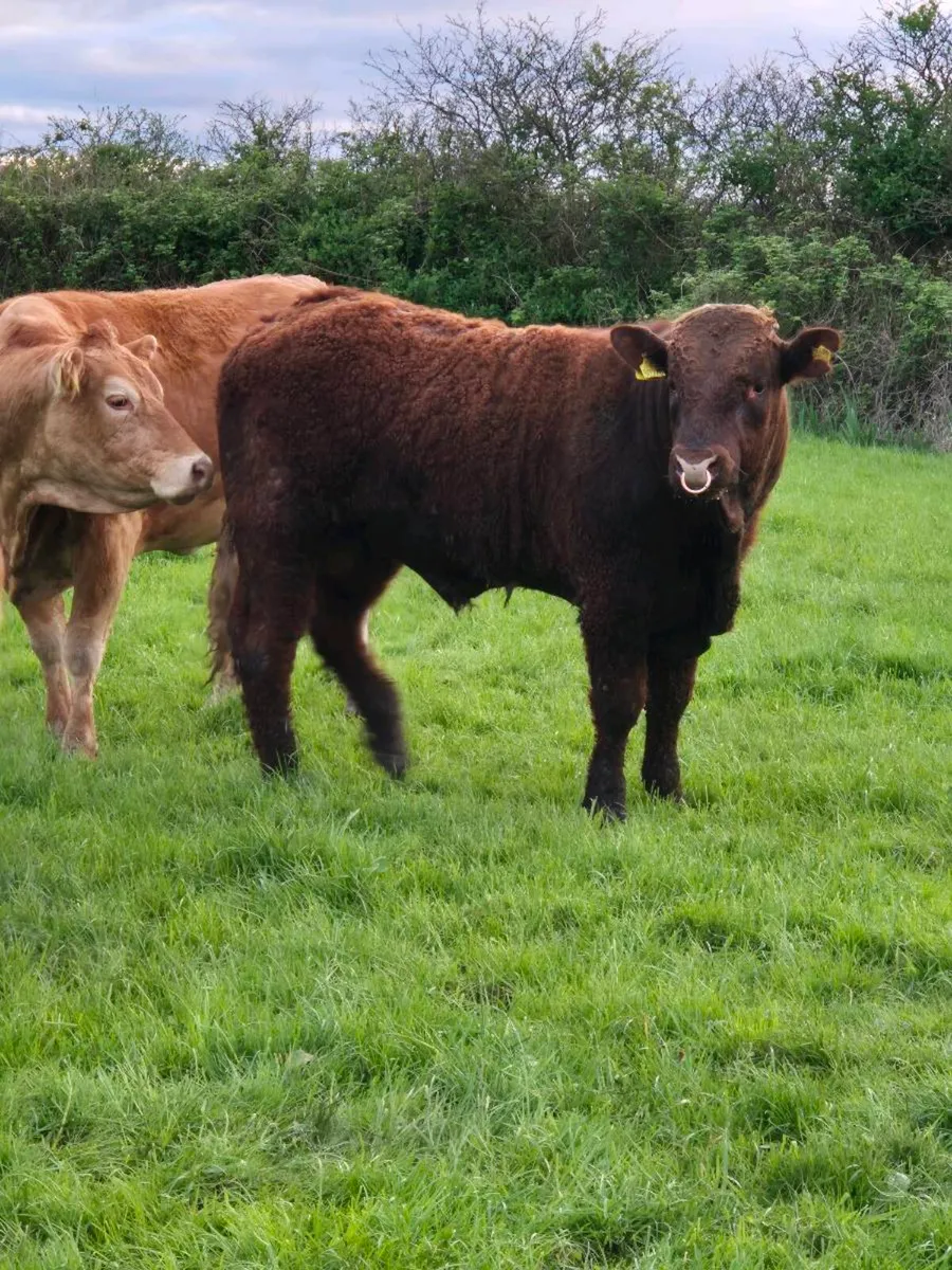 Fully Organic Saler Bull - Image 1