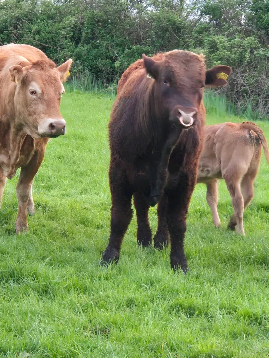 Fully Organic Saler Bull - Image 2
