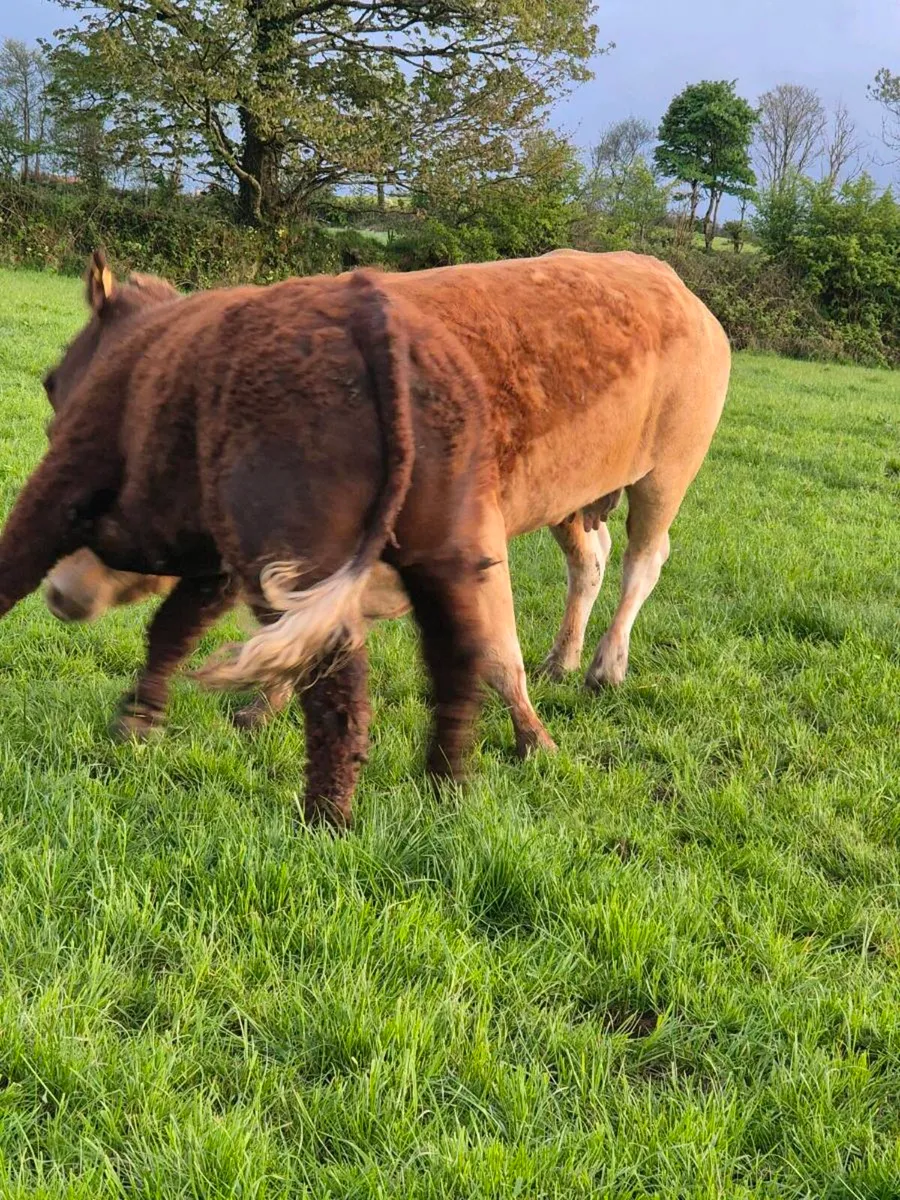 Fully Organic Saler Bull - Image 3
