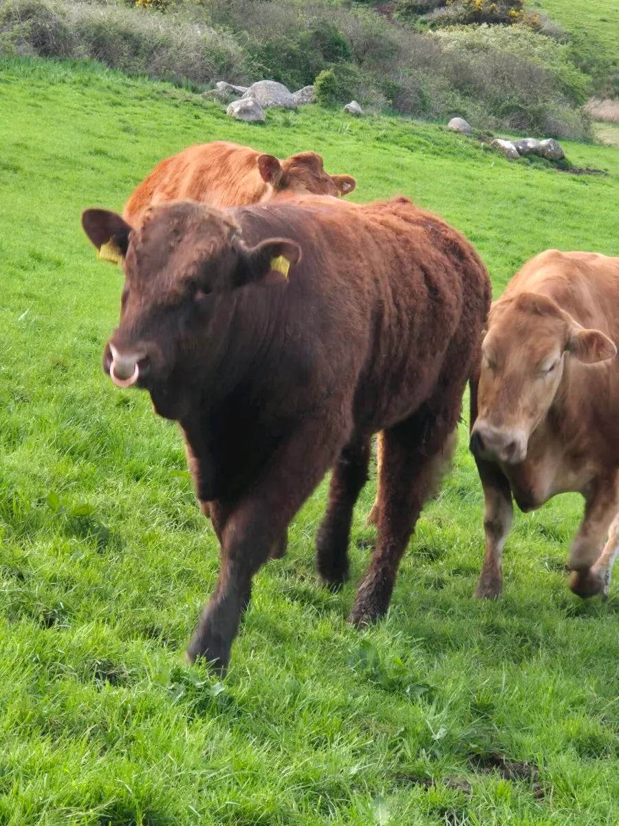 Fully Organic Saler Bull - Image 4