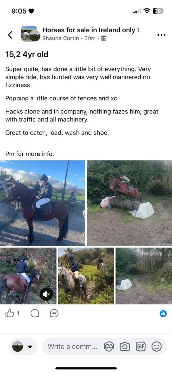 Horse - Image 2