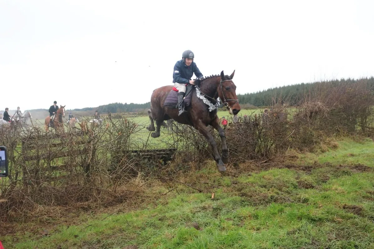 Horse - Image 3