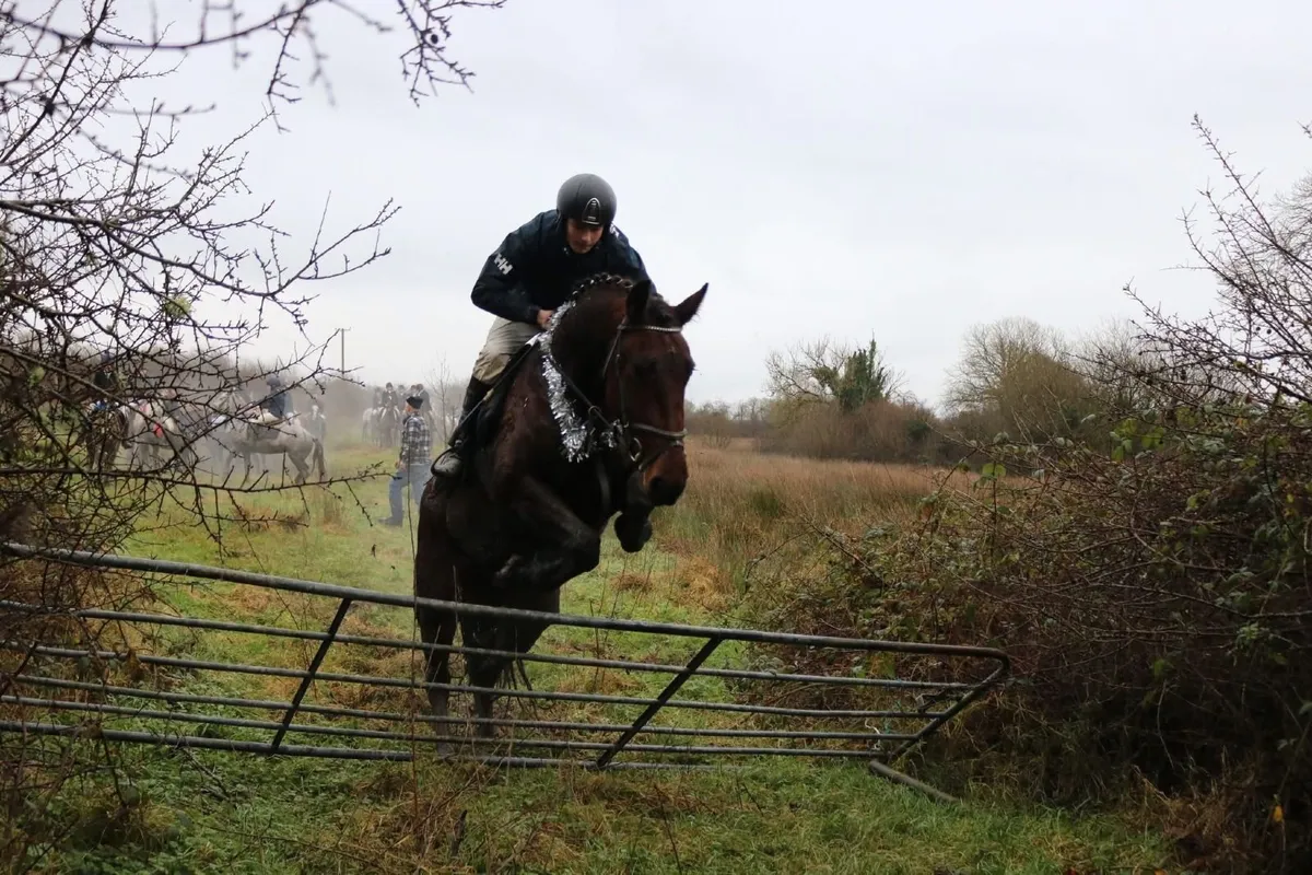 Horse - Image 1