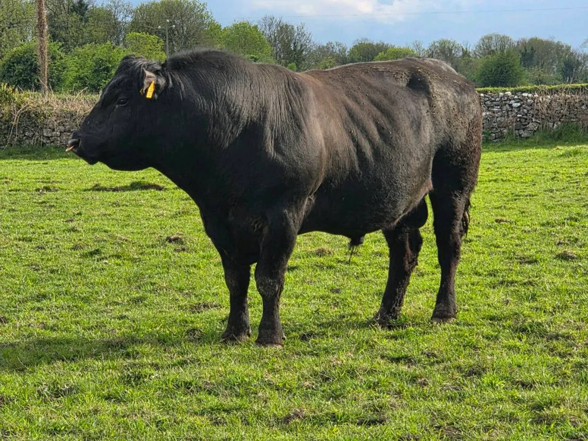 4.no AI pedigree Angus Bulls  ⭐️⭐️⭐️⭐️⭐️ - Image 1