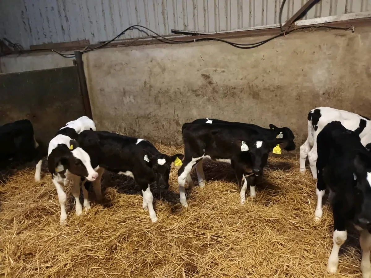 11 FRIESEN HEIFER CALVES FOR SALE - Image 2