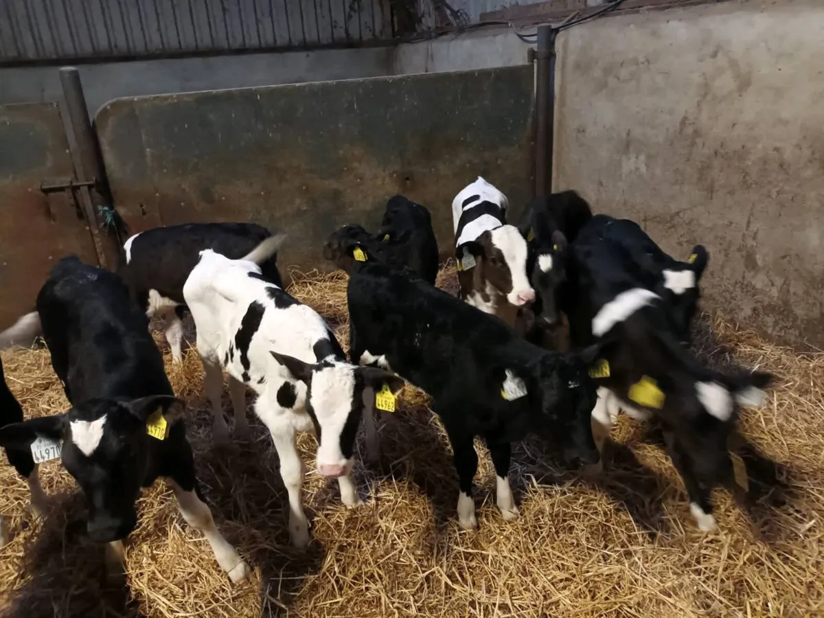 11 FRIESEN HEIFER CALVES FOR SALE - Image 3