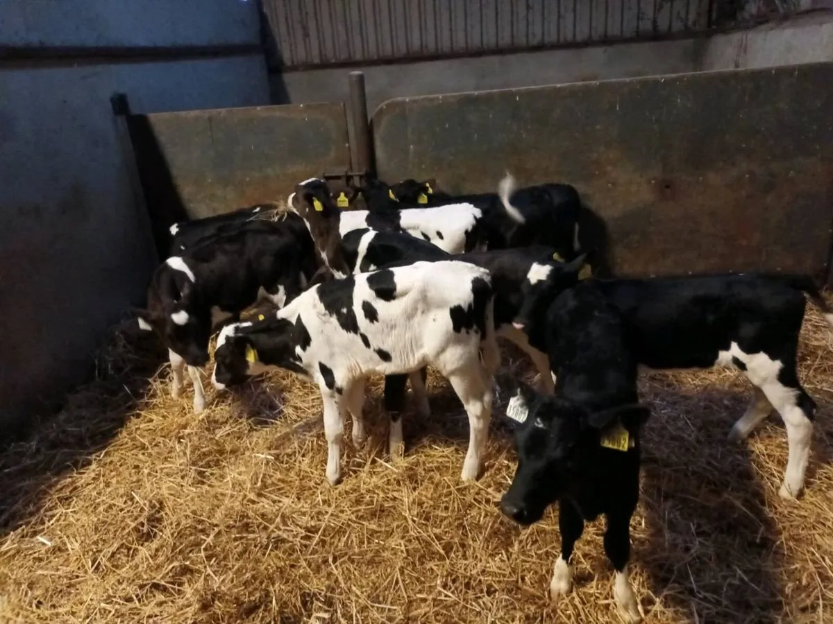 11 FRIESEN HEIFER CALVES FOR SALE - Image 4