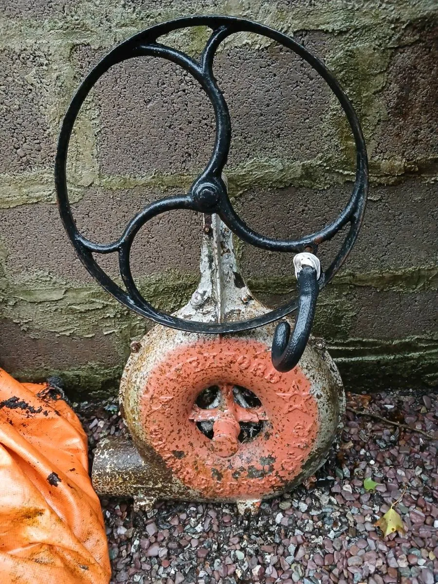 Very old Bellace - Image 1