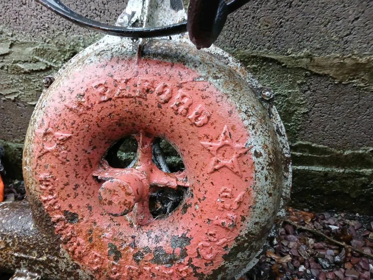 Very old Bellace - Image 2