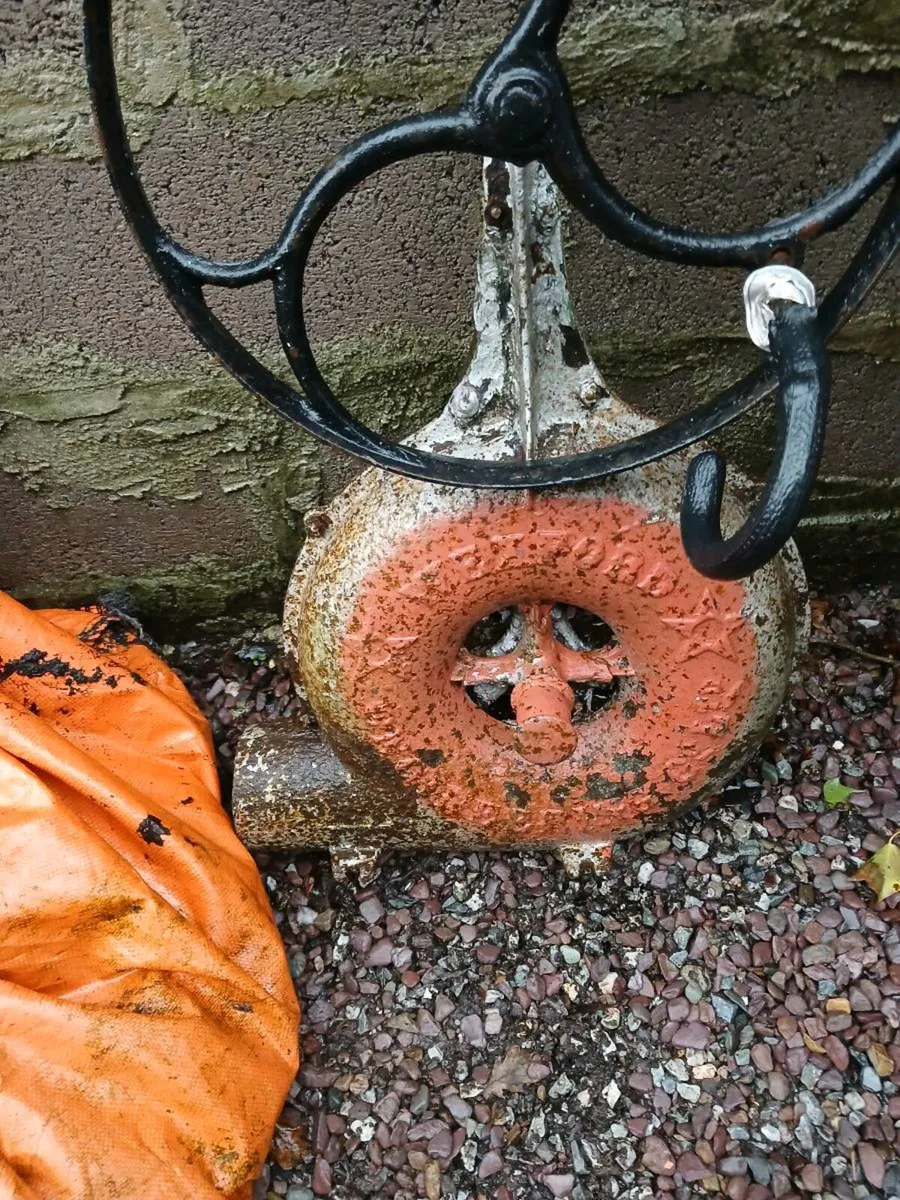 Very old Bellace - Image 3