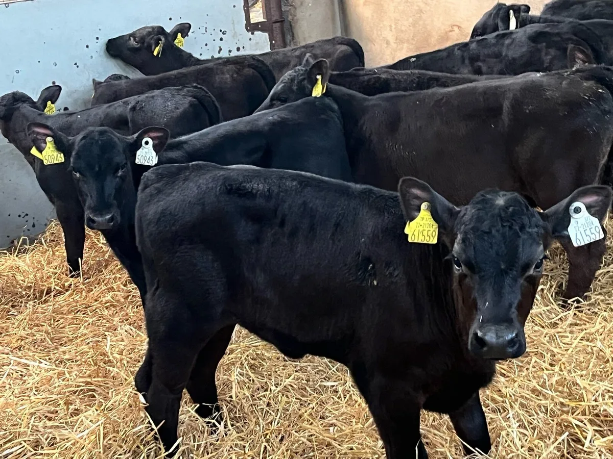 25 Real Proper Reared Heifer Calves - Image 2