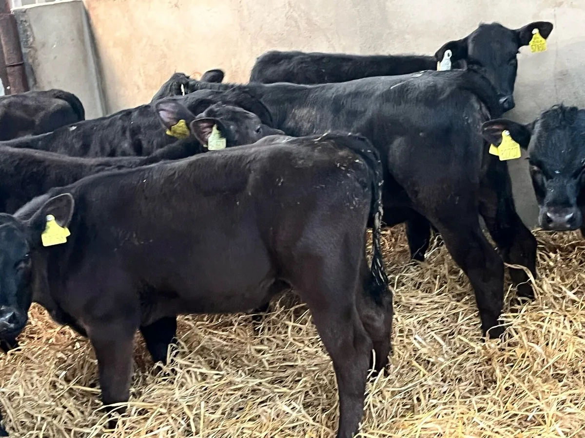 25 Real Proper Reared Heifer Calves - Image 3