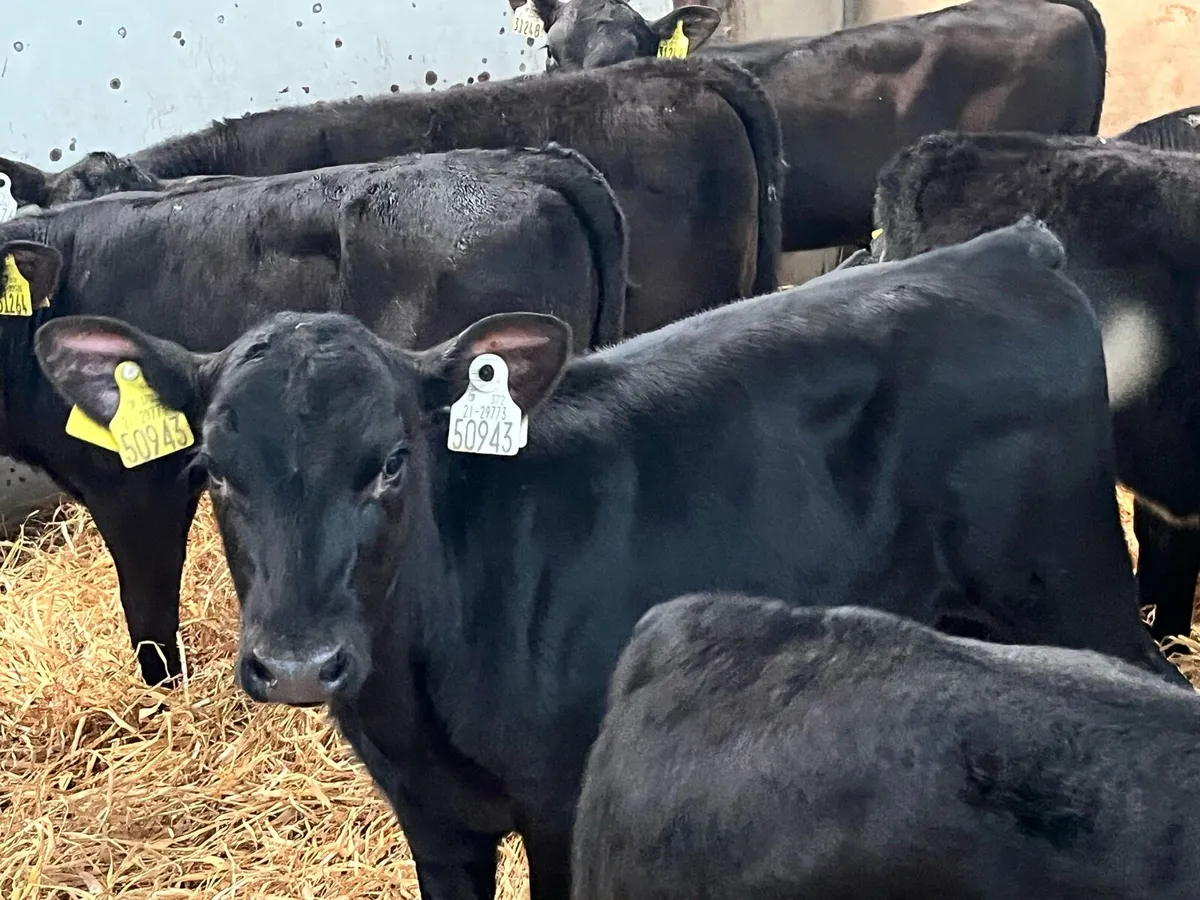25 Real Proper Reared Heifer Calves - Image 4
