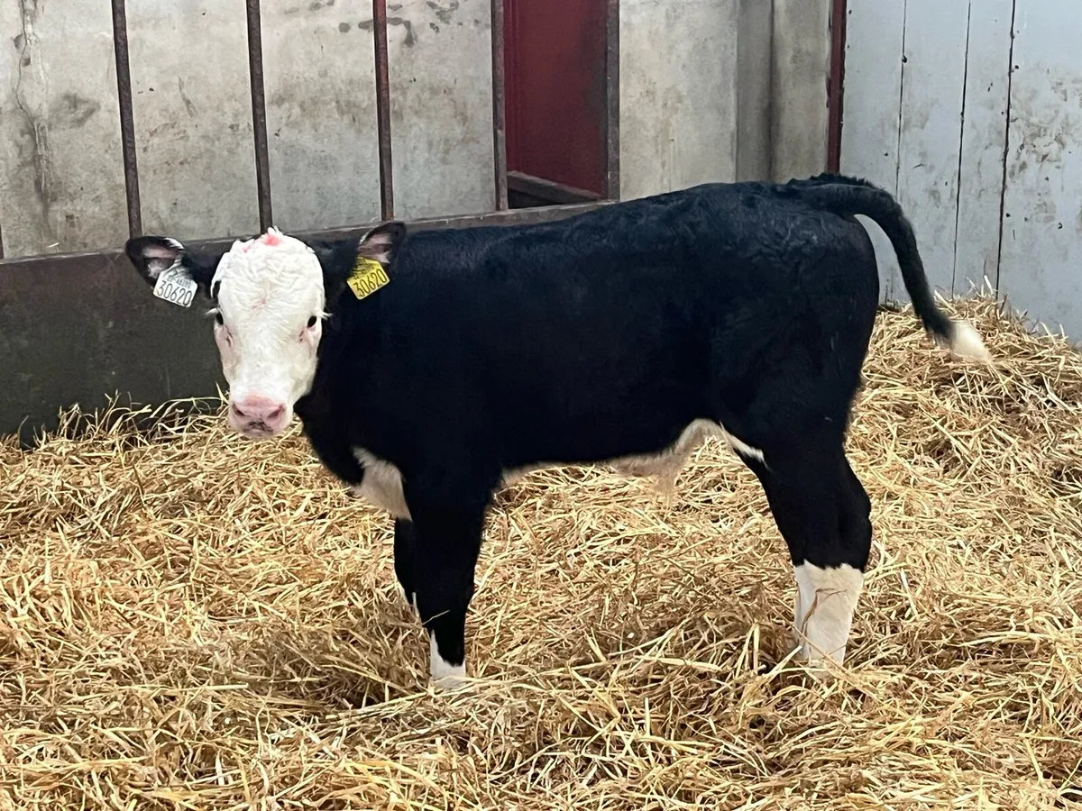 6 Top Grade AA HE Bull Calves - Image 4