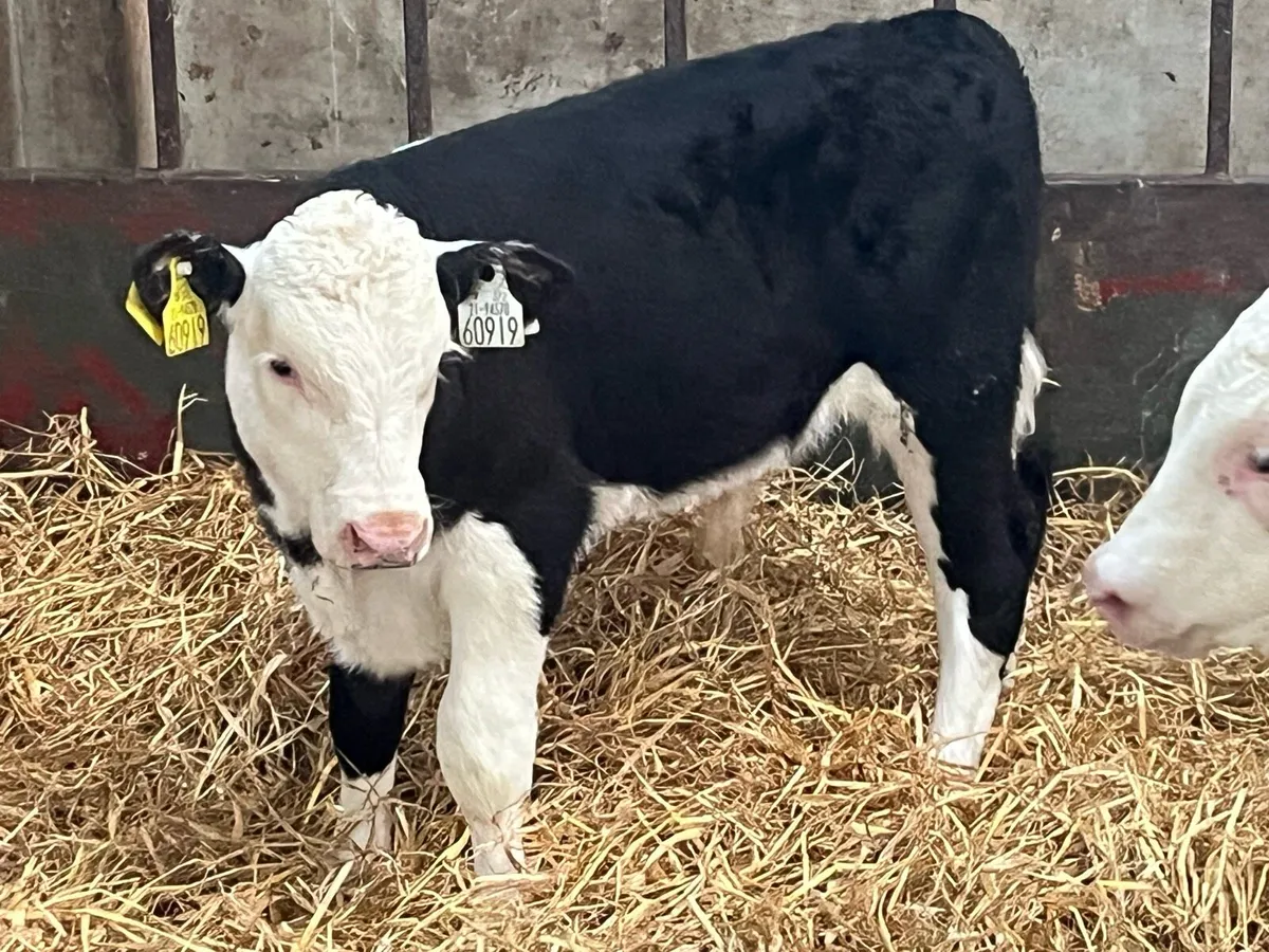 6 Top Grade AA HE Bull Calves - Image 1