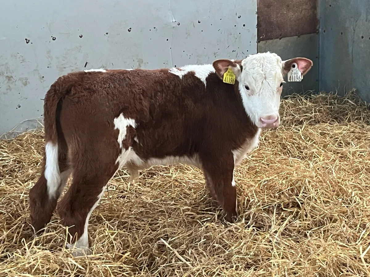 6 Top Grade AA HE Bull Calves - Image 2