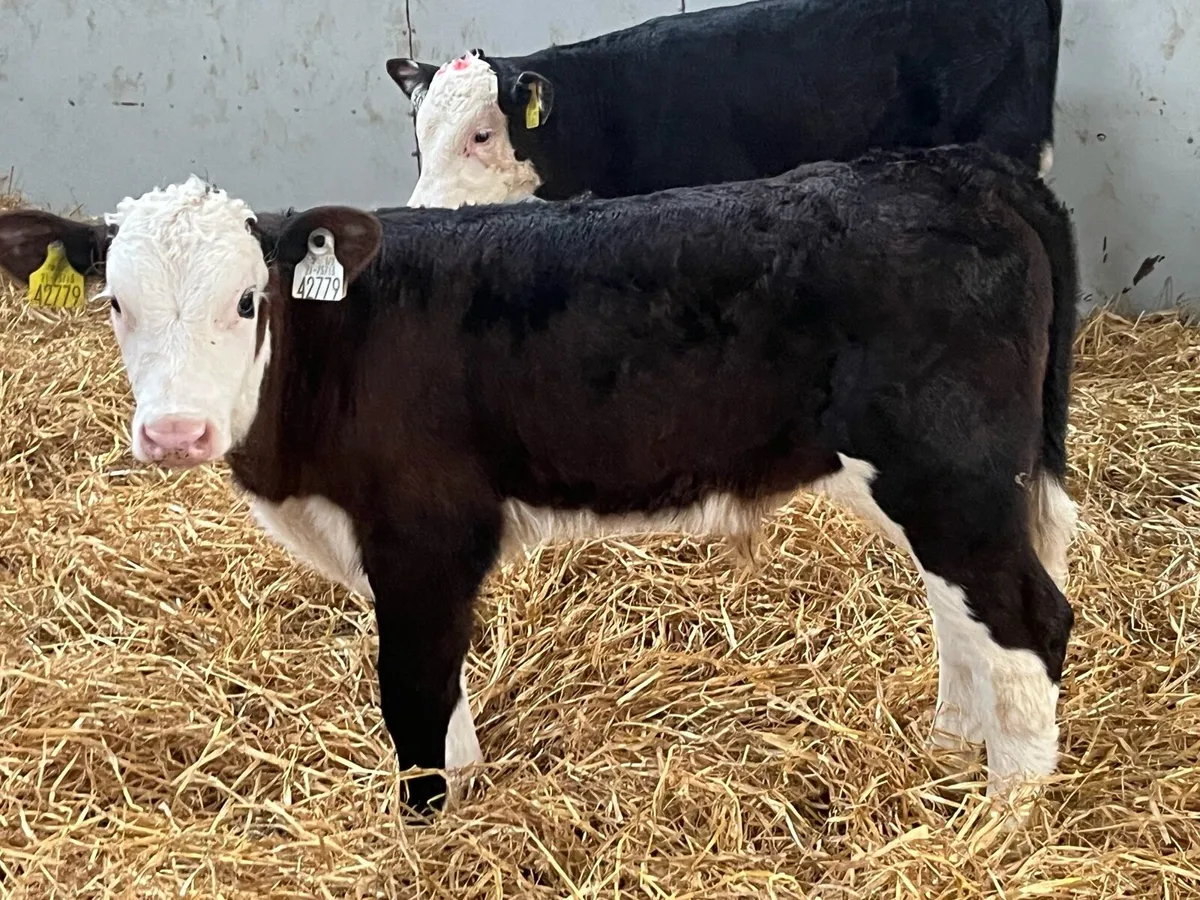 6 Top Grade AA HE Bull Calves - Image 3