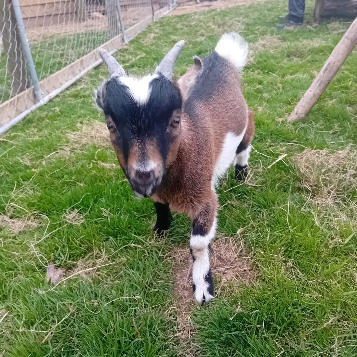 Pygmy goats - Image 1