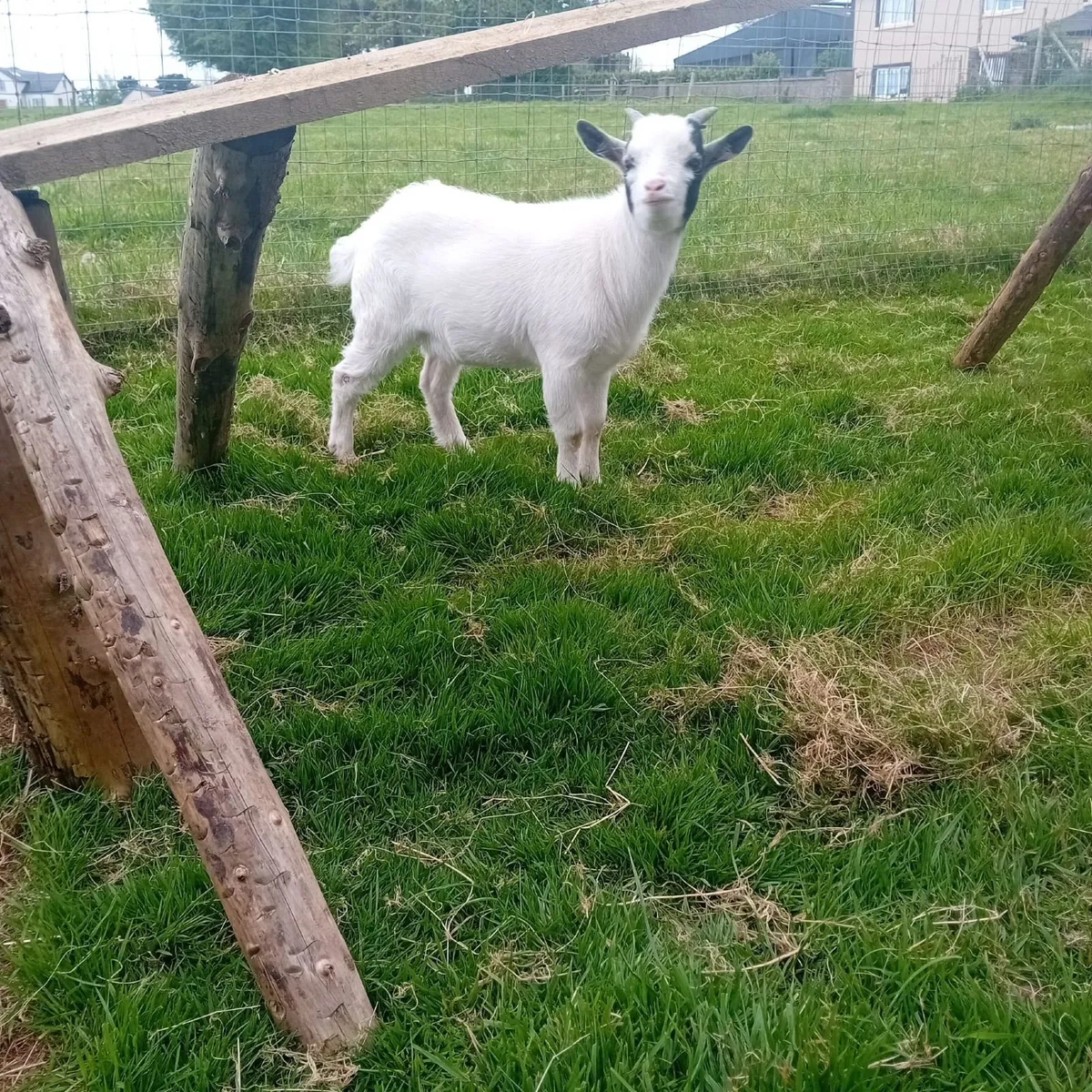 Pygmy goats - Image 2