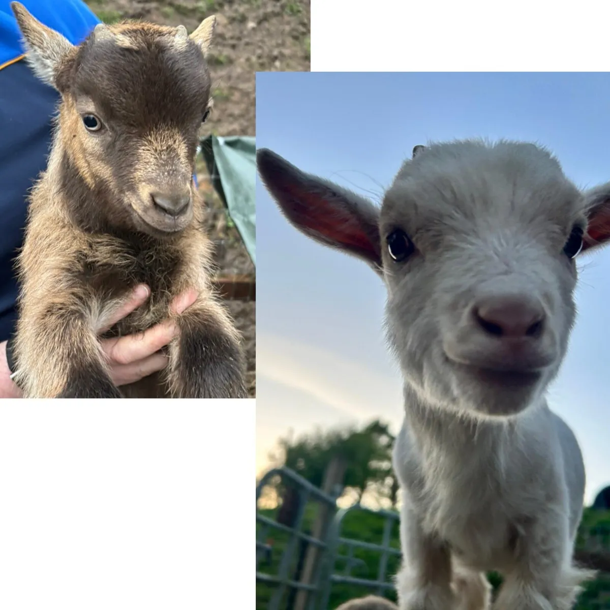 2 male pygmy kid goats 🐐 - Image 1