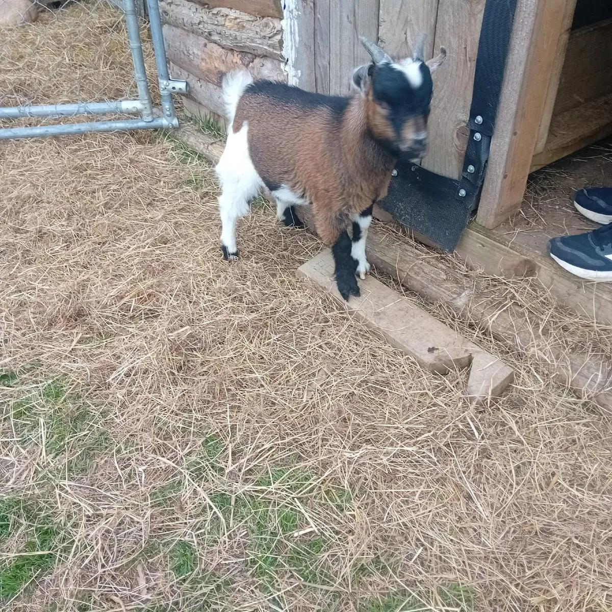 Pygmy goats - Image 3
