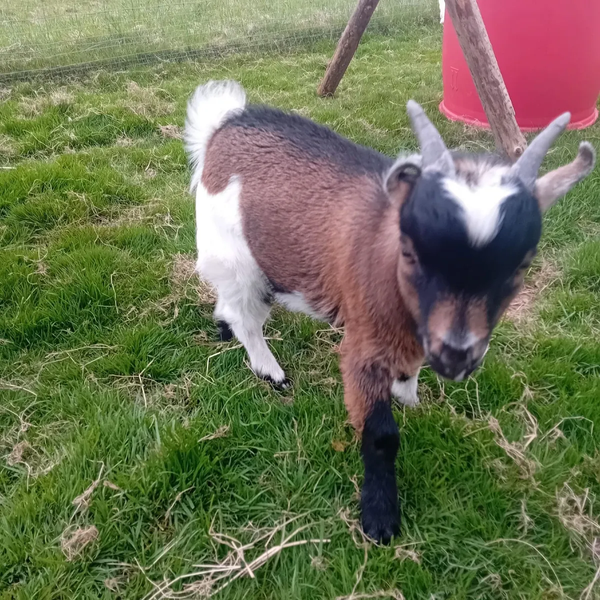 Pygmy goats - Image 4
