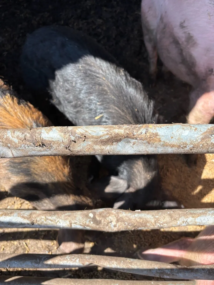 Pigs - Image 1
