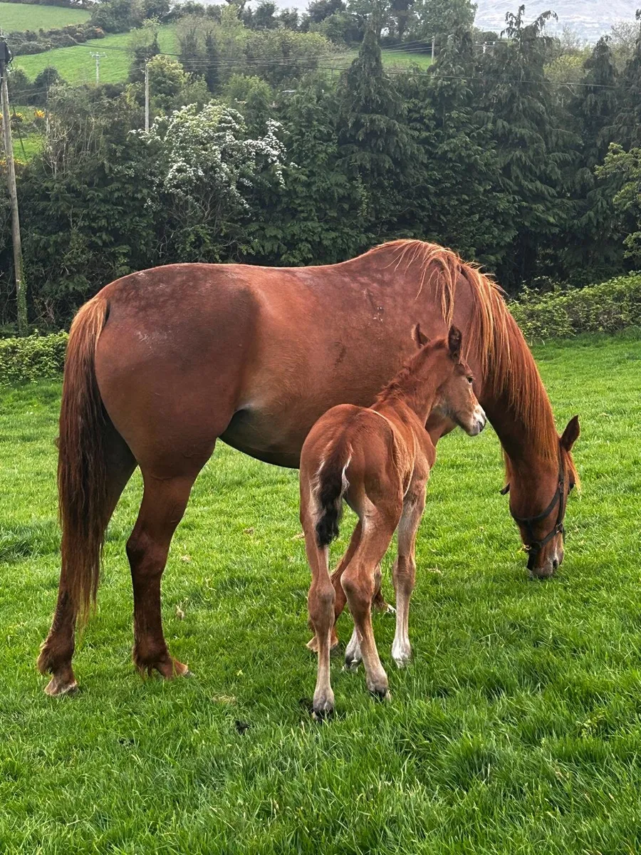 Mare and filly foal - Image 4