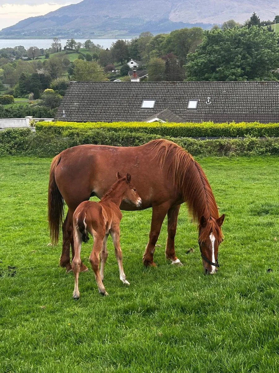 Mare and filly foal - Image 1
