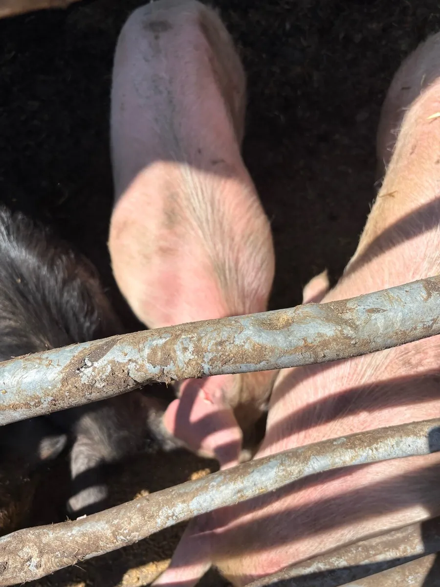 Pigs - Image 2
