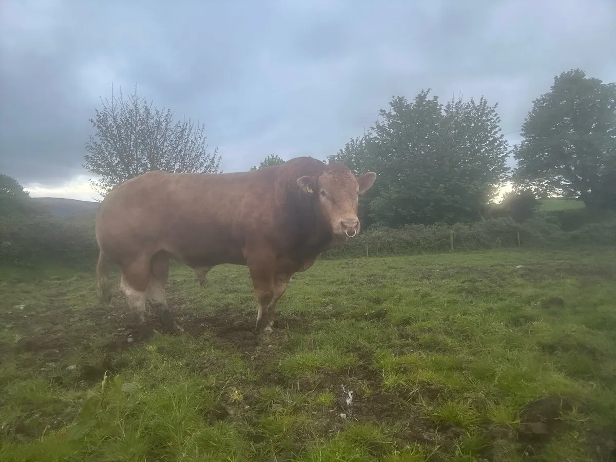 PB Limousin Bull - Image 2