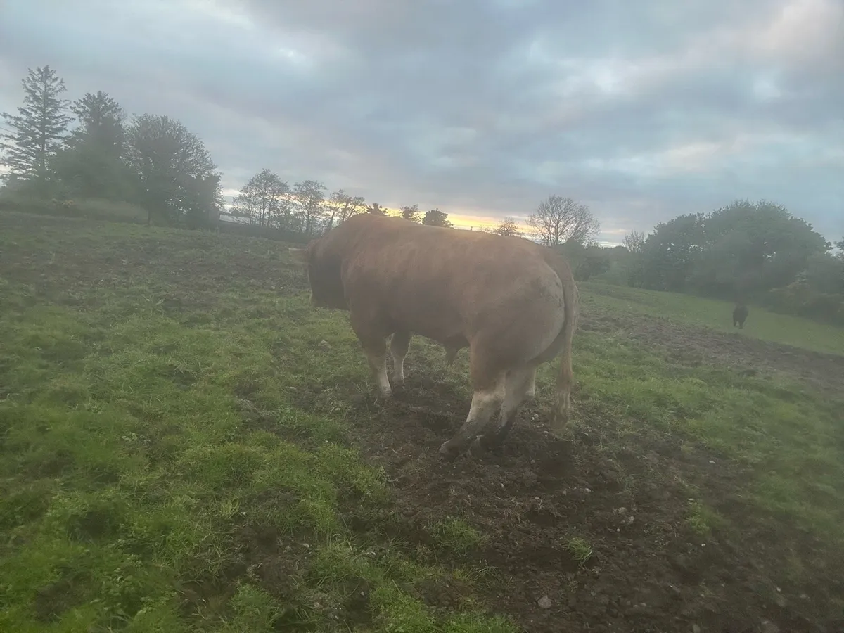 PB Limousin Bull - Image 3