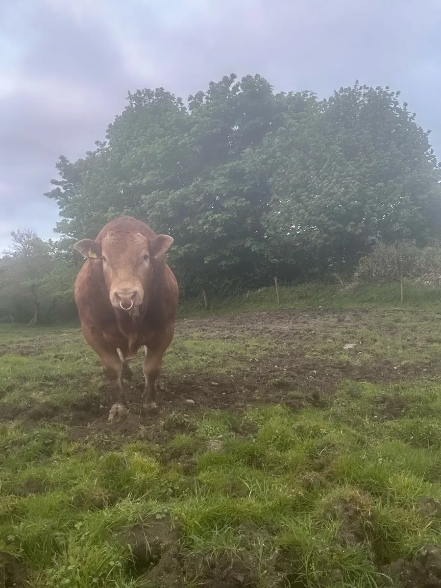 PB Limousin Bull - Image 4