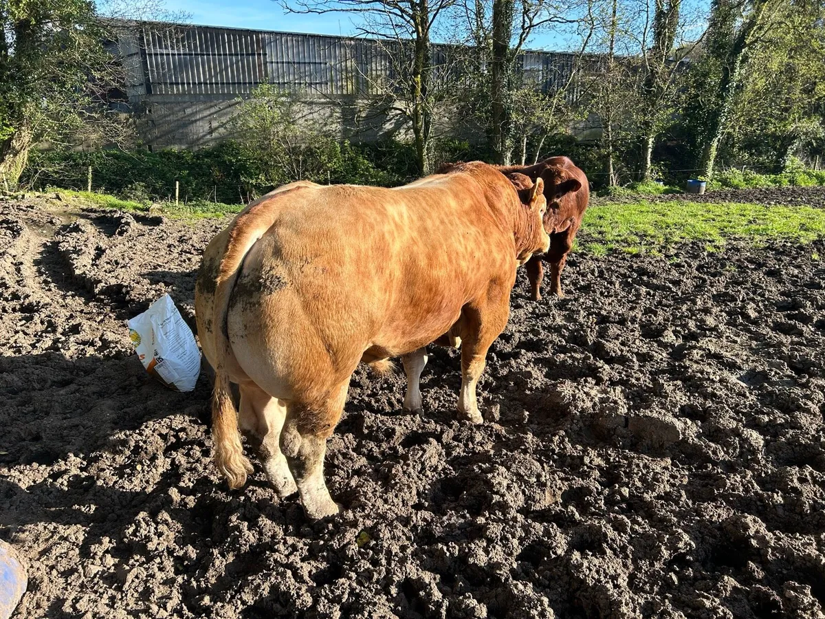 PB Limousin Bull - Image 1