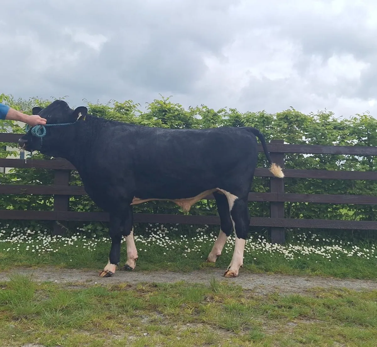 Friesan Bull High EBI - Image 1