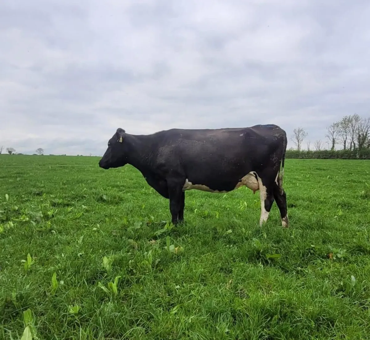 Friesan Bull High EBI - Image 2
