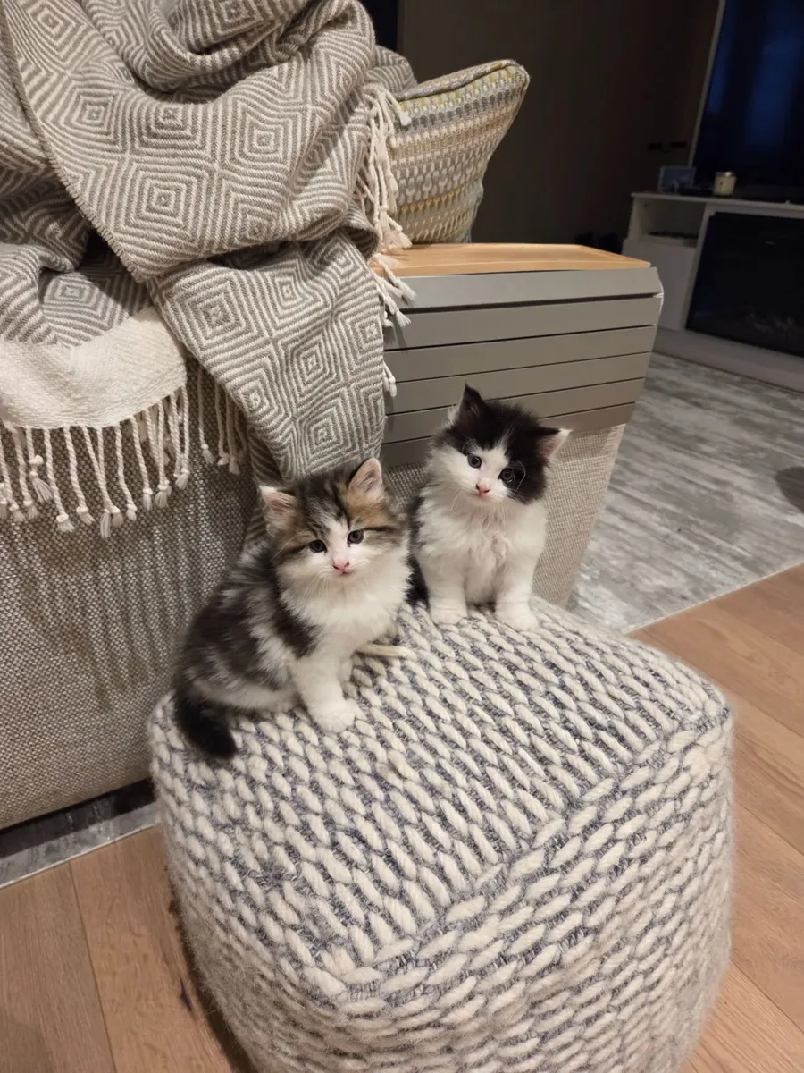 Kittens - Image 1