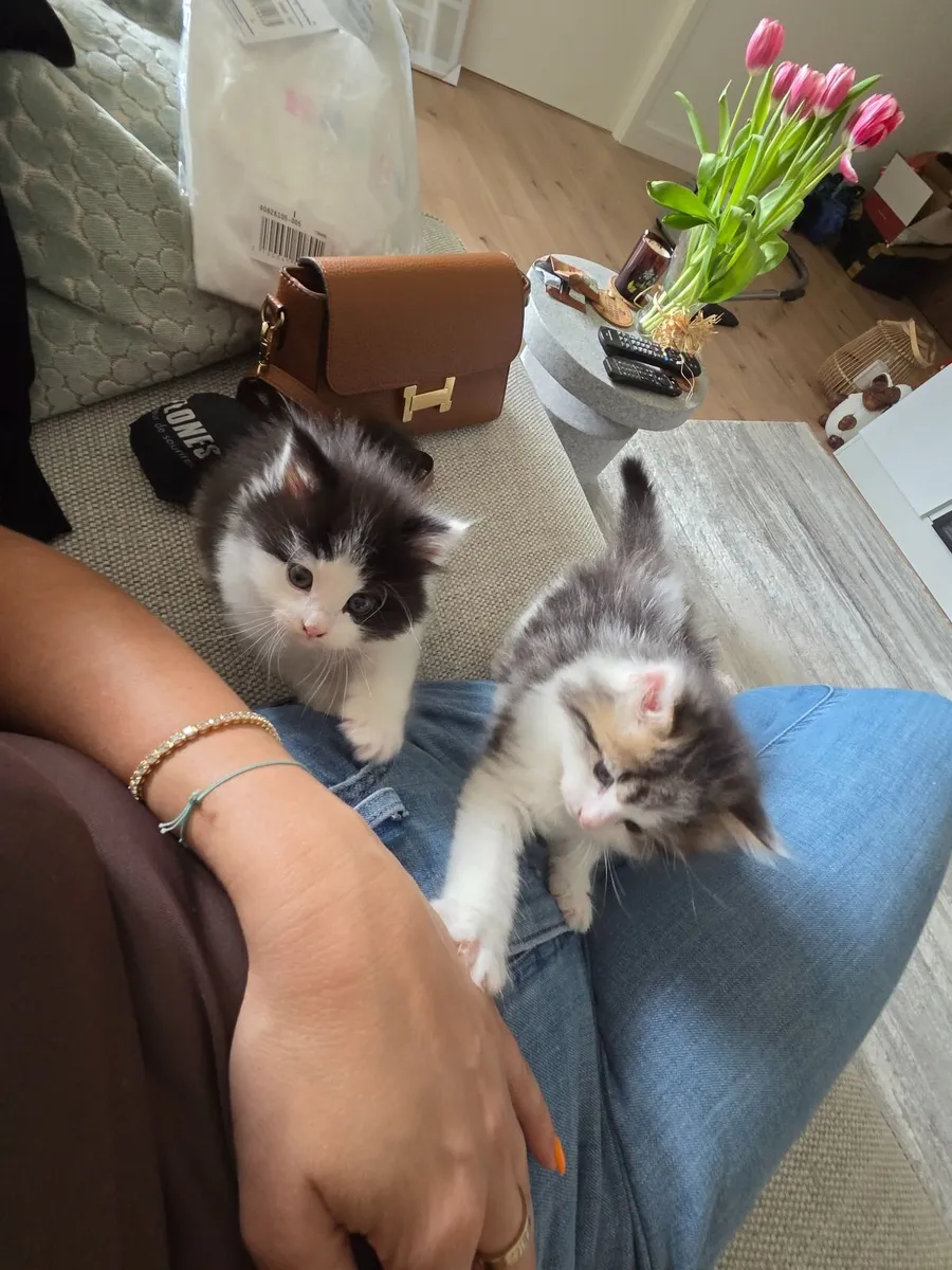 Kittens - Image 2
