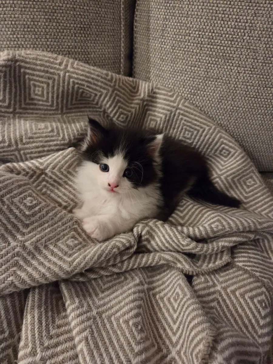 Kittens - Image 3