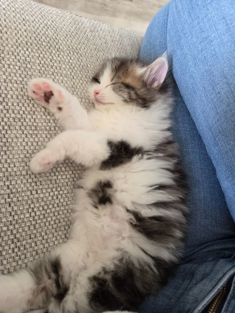 Kittens - Image 4