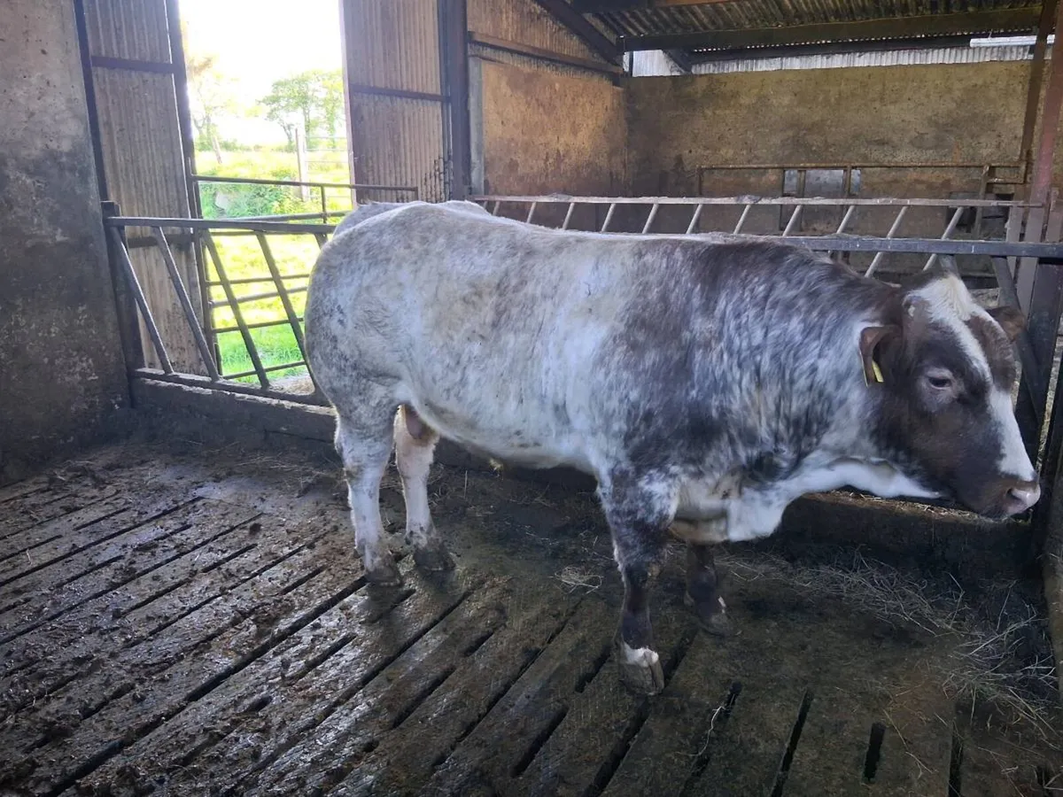 Hybrid Roan bull - Image 2