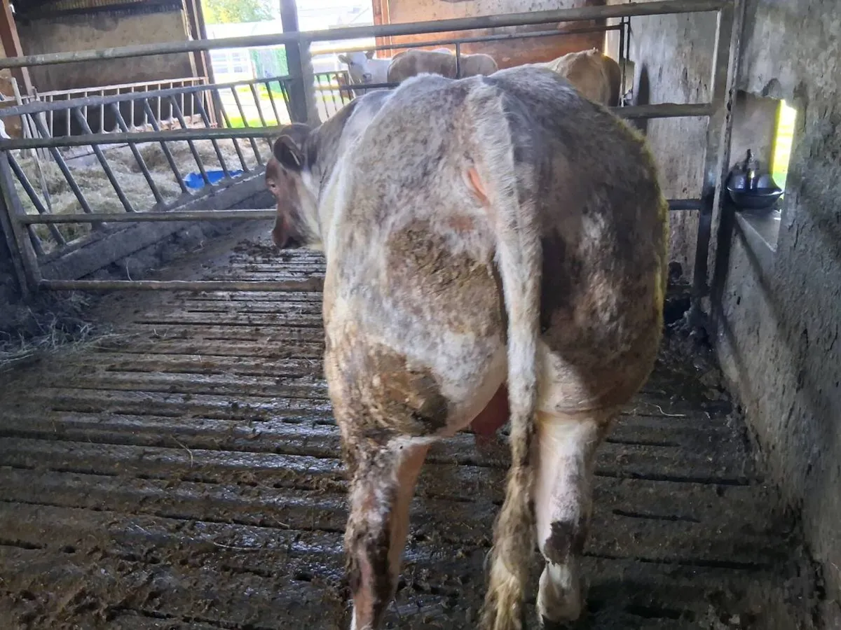 Hybrid Roan bull - Image 4