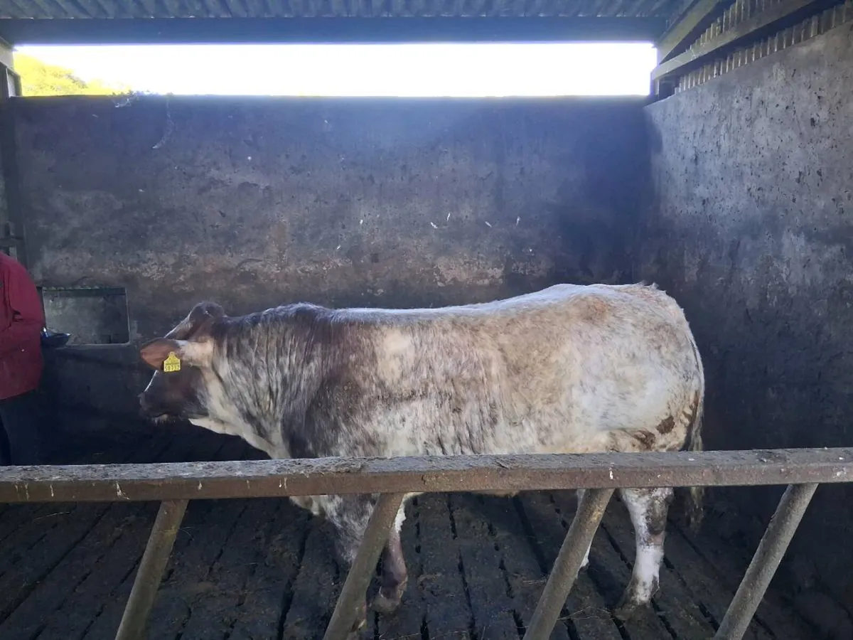 Hybrid Roan bull - Image 3